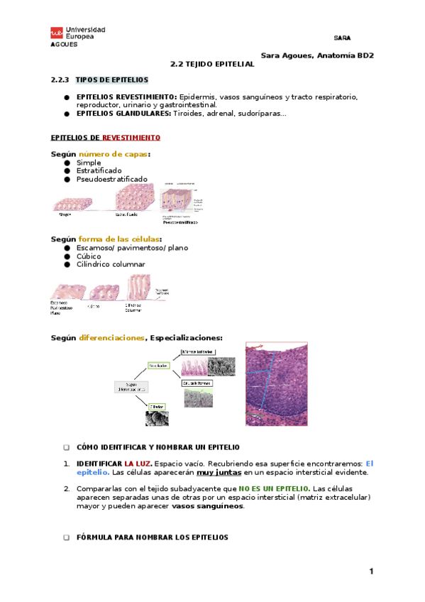 Miniatura del documento BLOQUE-DIGITAL-2-2.2-TEJIDO-EPITELIAL.docx