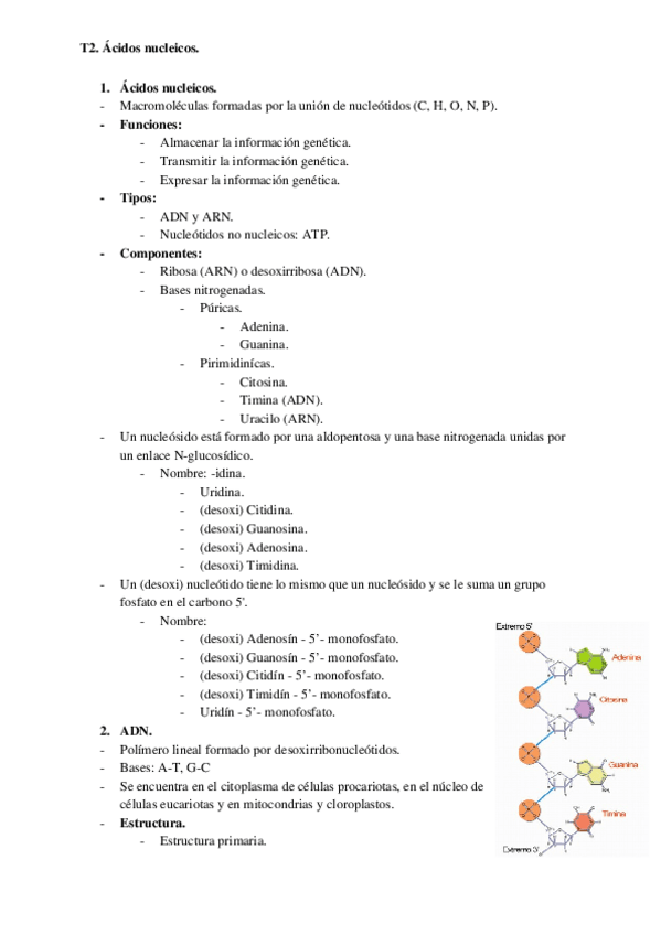 Miniatura del documento T2.-Acidos-nucleicos.-Biologia..docx