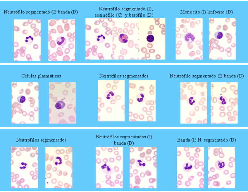 Miniatura del documento IDENTIFICACION-CELULAR-EXAMEN1.pdf