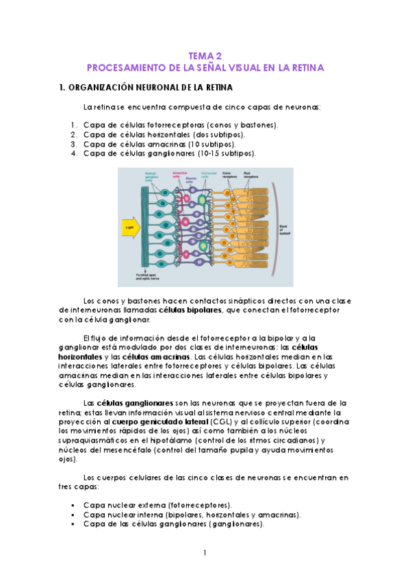 Miniatura del documento TEMA-2-Procesamiento-visual.pdf