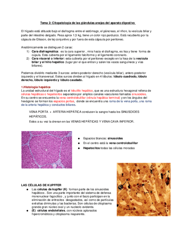 Miniatura del documento Tema-2-Citopatologia-de-las-glandulas-anejas-del-aparato-digestivo.docx