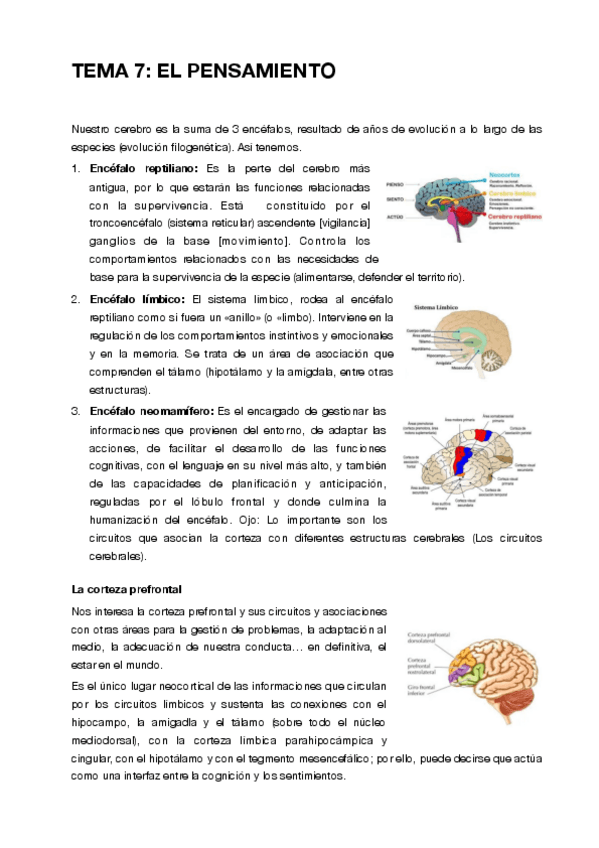 Miniatura del documento Tema-7-Pensamiento.pdf