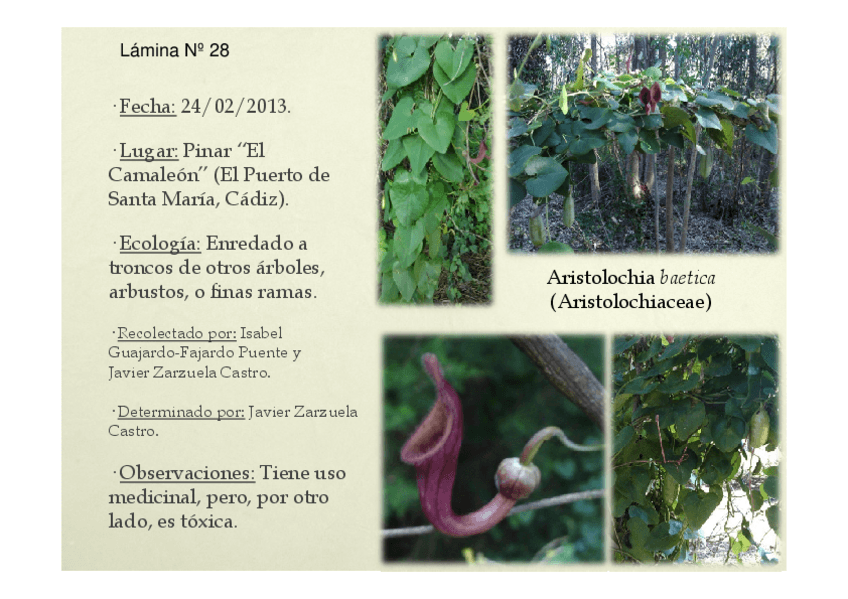 Miniatura del documento Trabajo Botánica Parte 2.pdf