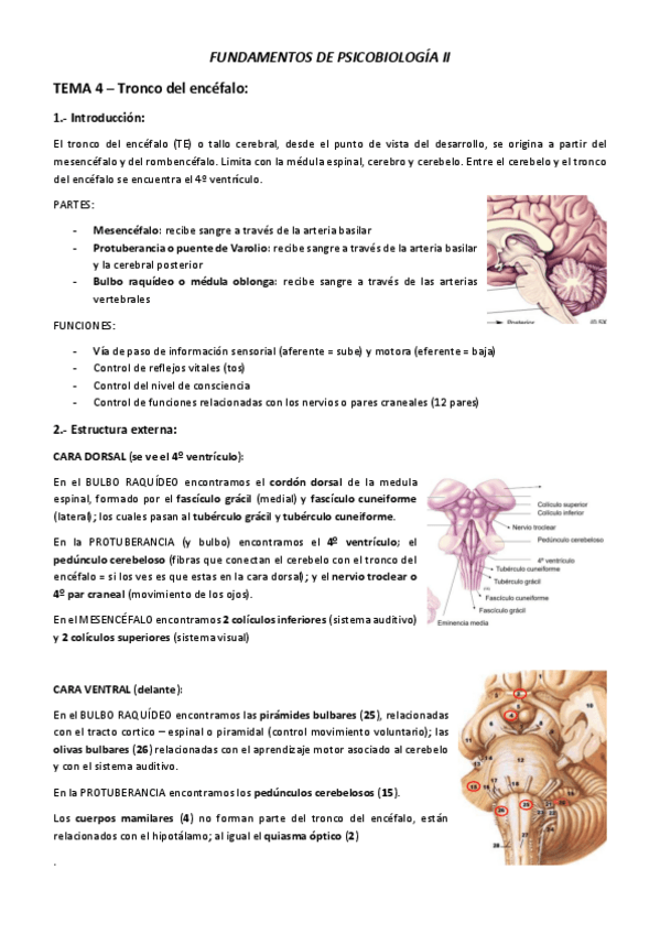 Miniatura del documento TEMA-4-Tronco-del-encefalo.pdf