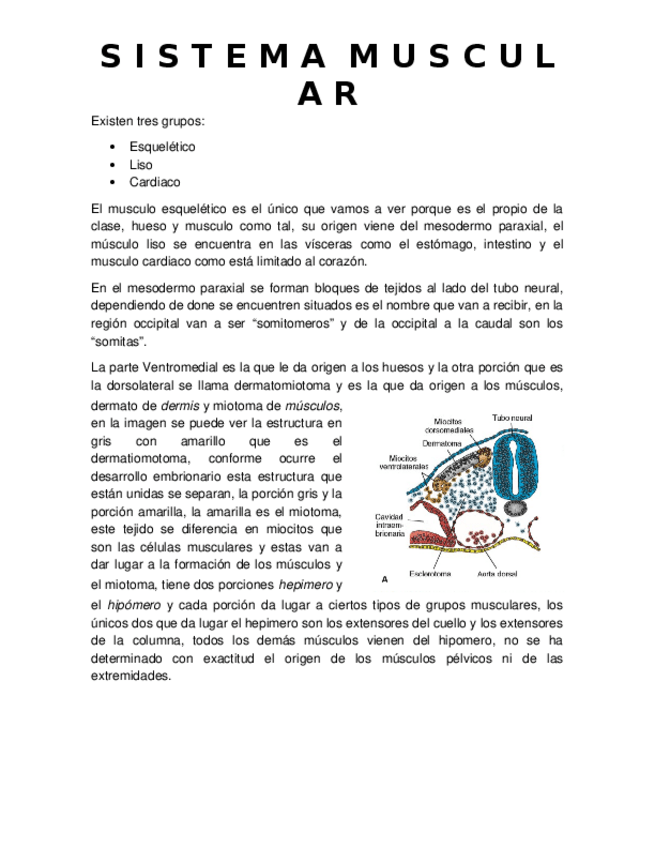 Miniatura del documento Sistema-Muscular.docx