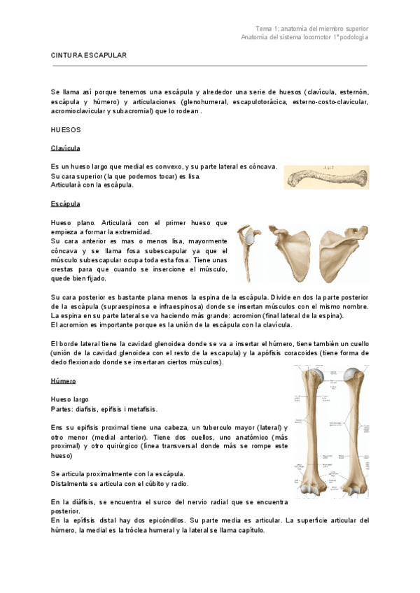 Miniatura del documento tema-1-anatomia-del-miembro-superior.pdf