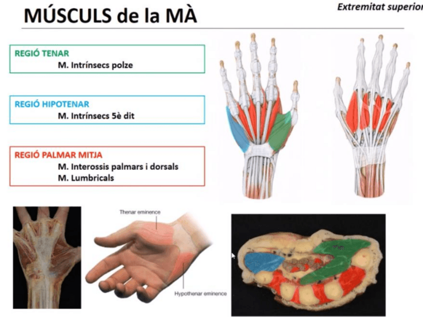 Miniatura del documento Diapositives-ALO-2.pdf