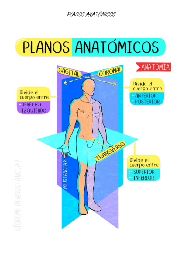 Miniatura del documento Esquema-planos-anatomicos.pdf