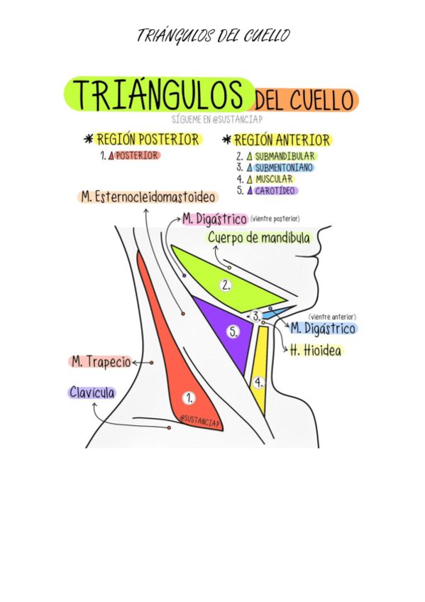 Miniatura del documento Esquema-triangulos-del-cuello.pdf