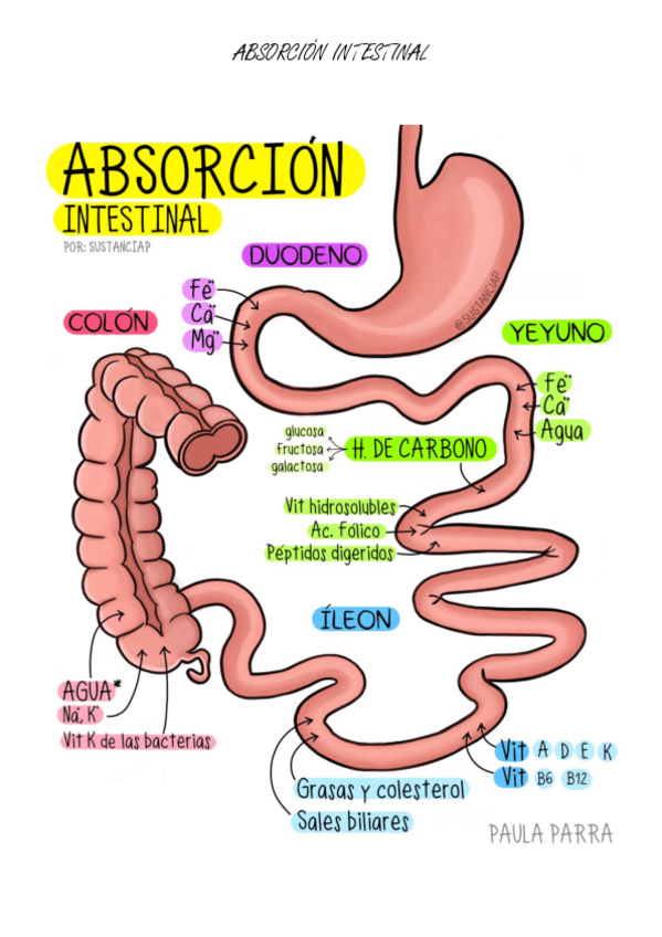 Miniatura del documento Esquema-absorcion-intestinal.pdf