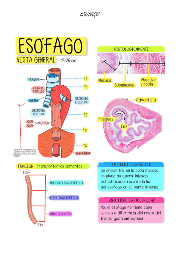 Miniatura del documento Esquema-esofago.pdf