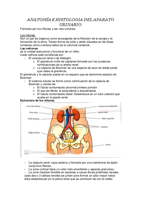 Miniatura del documento ANATOMIA-DEL-APARATO-URINARIO-FSP.pdf