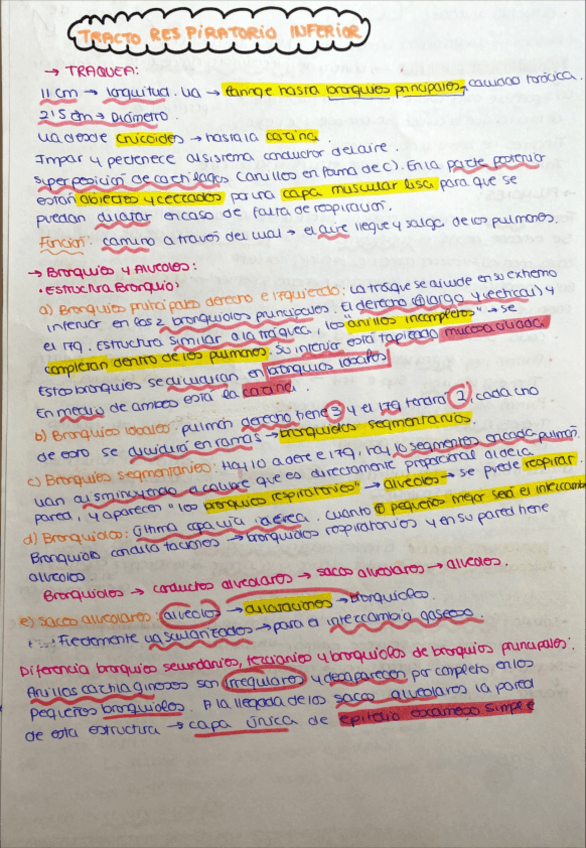 Miniatura del documento Anatomia.pdf