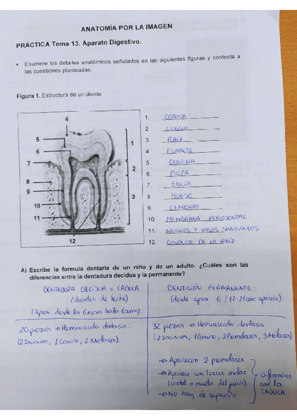 Miniatura del documento Aparato-digestivo.pdf
