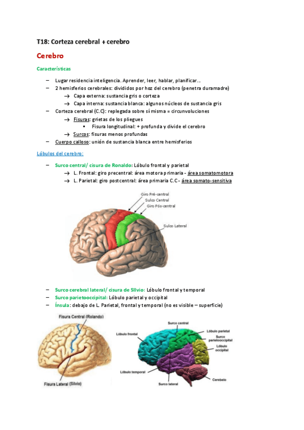 Miniatura del documento Corteza-cerebral--cerebro.pdf