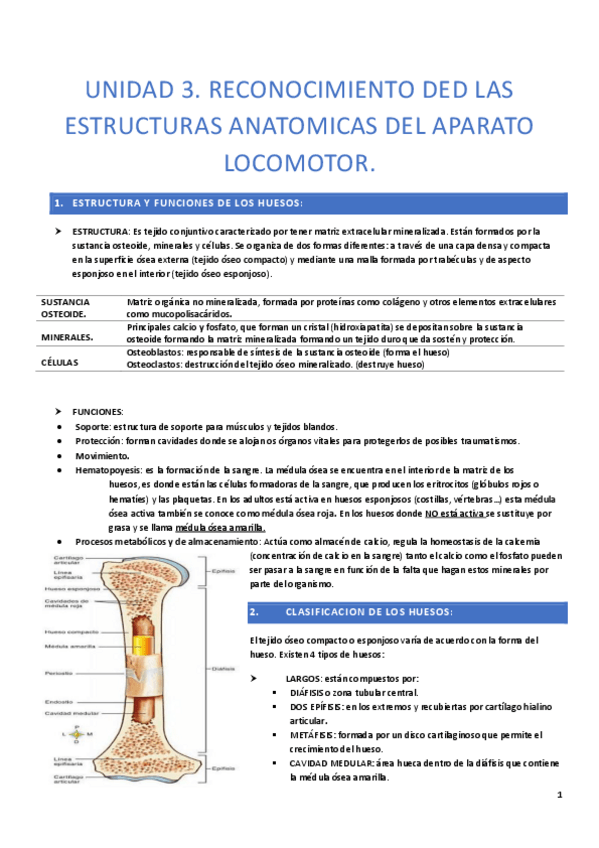 Miniatura del documento UNIDAD-3-ANATOMIA-I.pdf