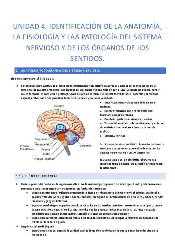 Miniatura del documento UNIDAD-4-anatomia.pdf