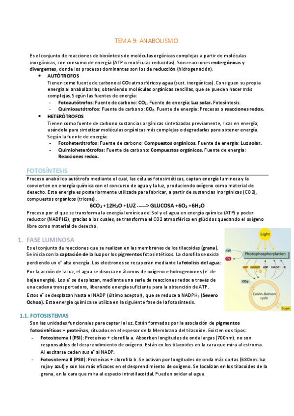 Miniatura del documento TEMA-9-ANABOLISMO.pdf