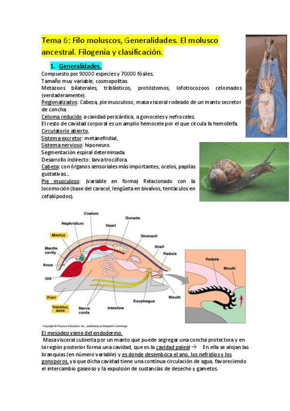 Miniatura del documento Tema-6.pdf