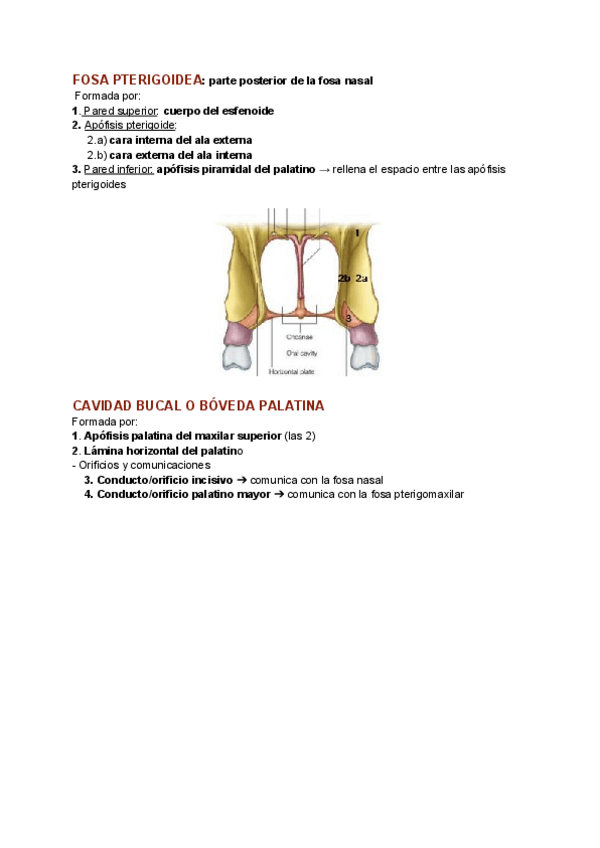 Miniatura del documento Seminario-7-Osteologia-4-del-craneo.pdf