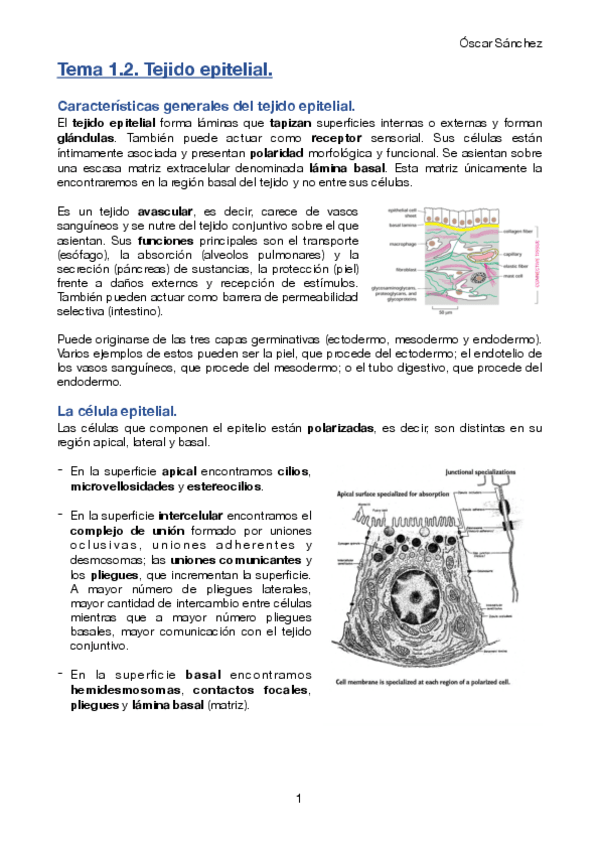 Miniatura del documento Tema 1.2. BCH II.pdf