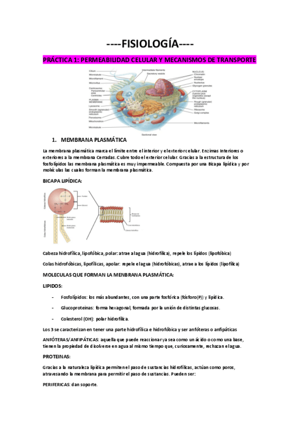 Miniatura del documento FISIOLOGIA-APUNTES.pdf