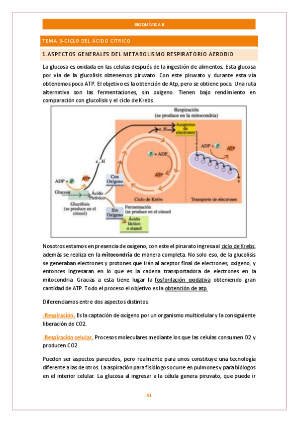 Miniatura del documento Tema-3-Bioquimica-.pdf