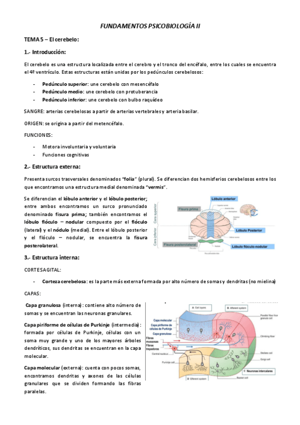 Miniatura del documento TEMA-5-Cerebelo.pdf