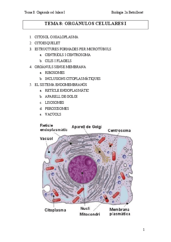 Miniatura del documento Tema-8-Organuls-cellulars-I.pdf