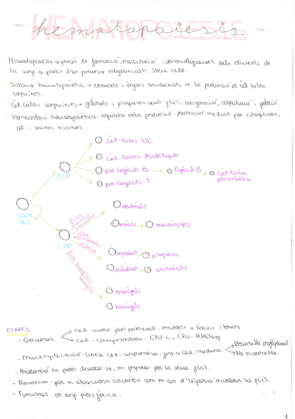 Miniatura del documento hematologia.pdf
