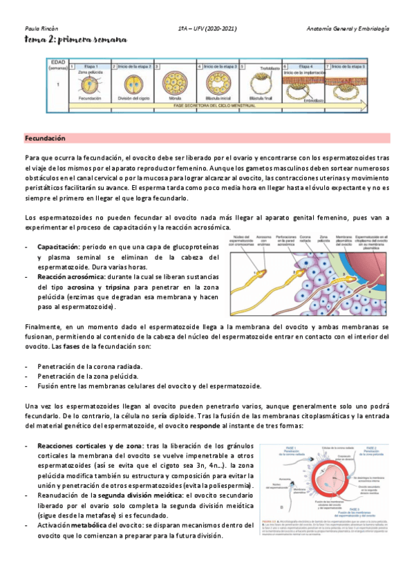 Miniatura del documento Anatomia-T2.pdf