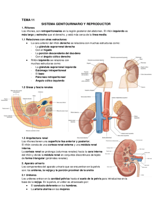 Miniatura del documento Tema-11-Sistema-genitourinario-y-reproductor.pdf