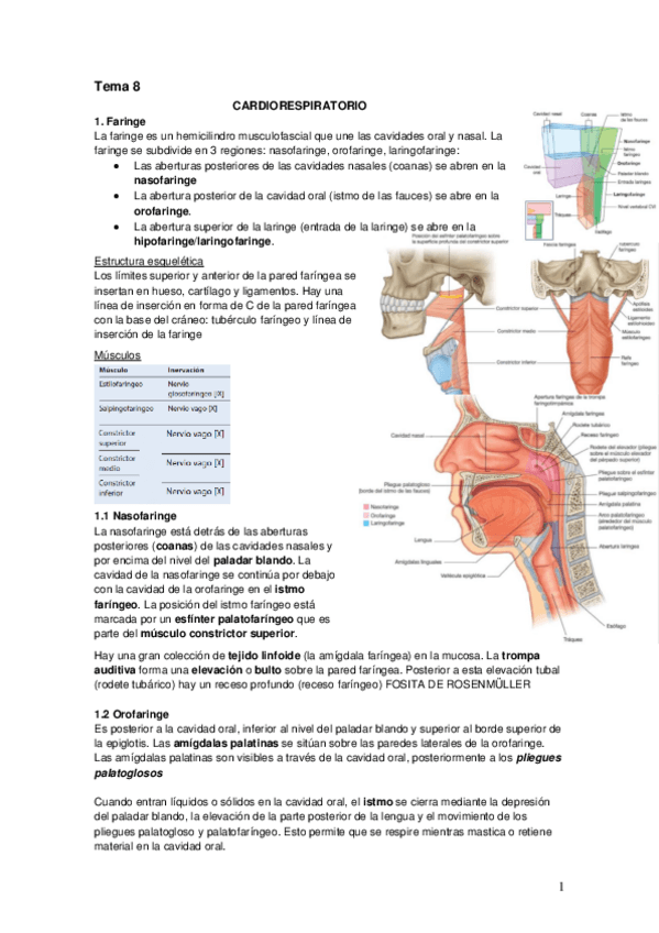 Miniatura del documento Tema 8 Cardiorrespiratorio