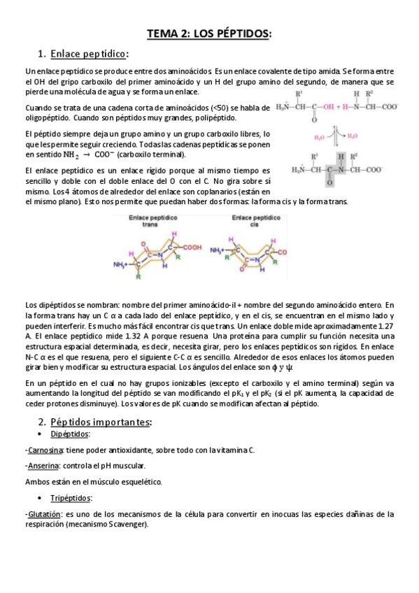 Miniatura del documento Tema 2. Los péptidos..pdf