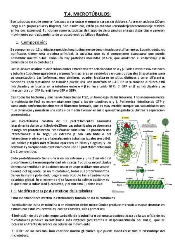 Miniatura del documento Tema 4. Microtúbulos..pdf