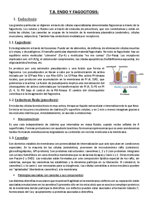 Miniatura del documento Tema 8. Endo y Fagocitosis..pdf