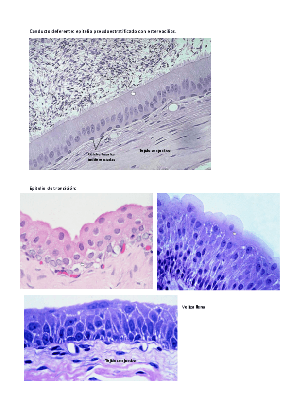 Miniatura del documento Seminario-2.pdf