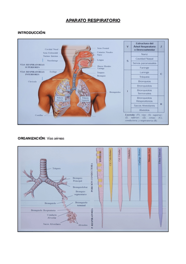 Miniatura del documento 5.pdf