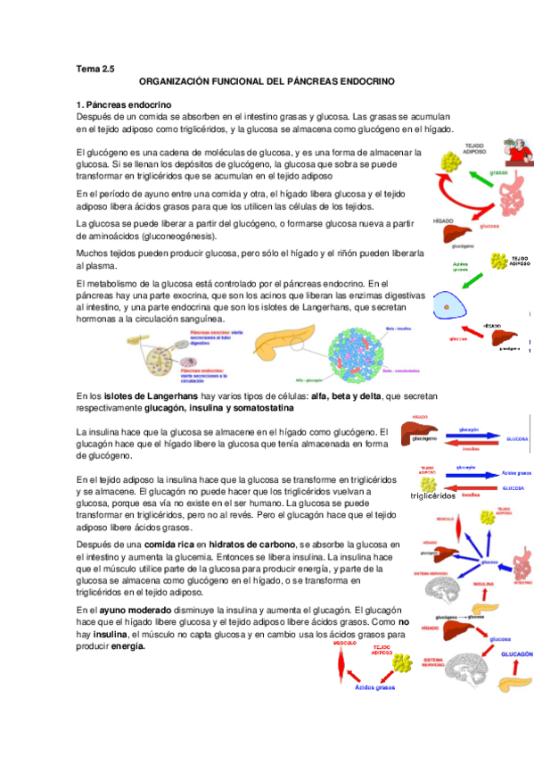 Miniatura del documento Tema 2.5 Pancreas endocrino