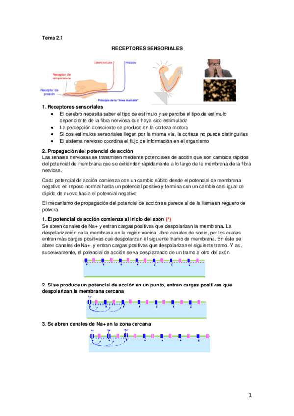 Miniatura del documento Tema 2.1 receptores sensoriales