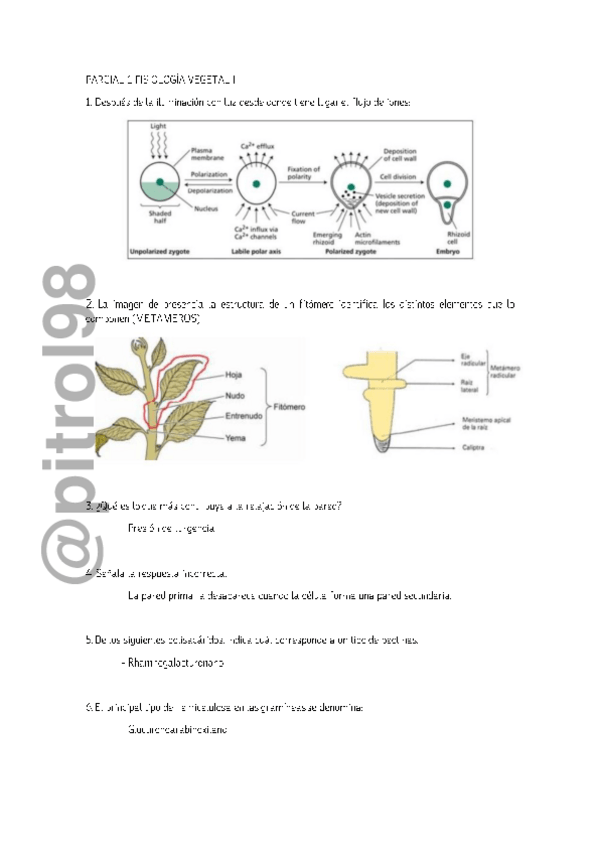 Miniatura del documento PARCIAL-1-FISIOLOGIA-VEGETAL-II-M.pdf