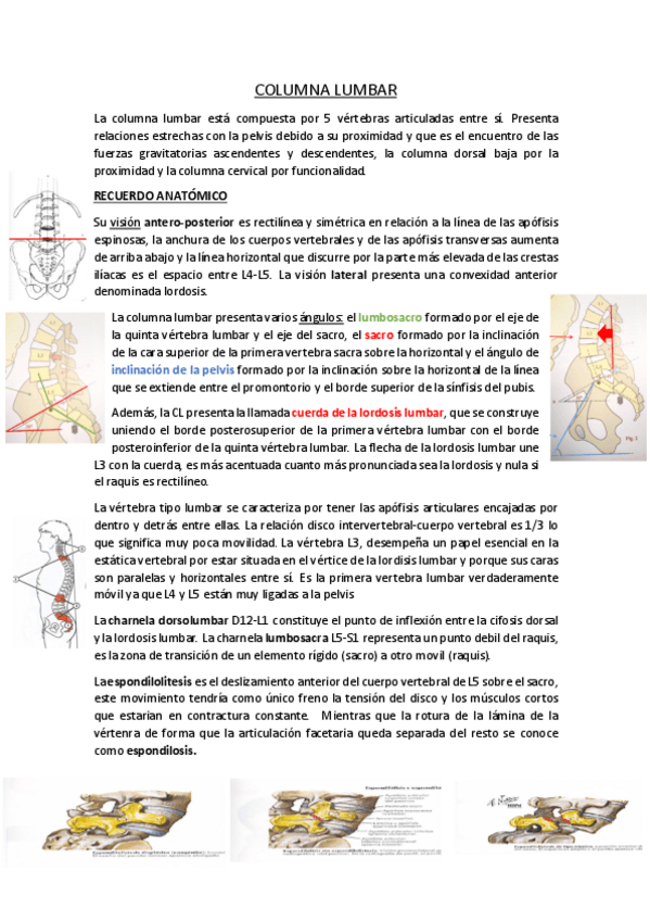 Miniatura del documento COLUMNA-LUMBAR.pdf