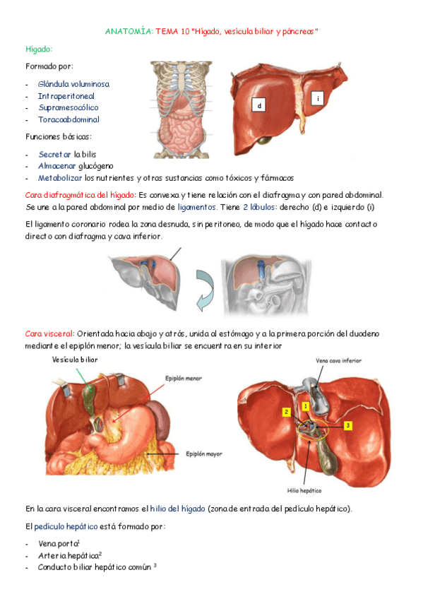 Miniatura del documento ANATOMIA-TEMA-10-Y-11.pdf