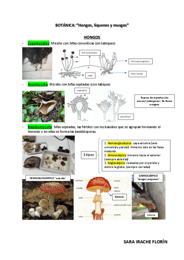 Miniatura del documento Practica-de-hongos-liquenes-y-musgos.pdf