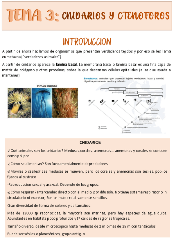 Miniatura del documento TEAM-3-CNIDARIOS-Y-CTENOFOROS.pdf