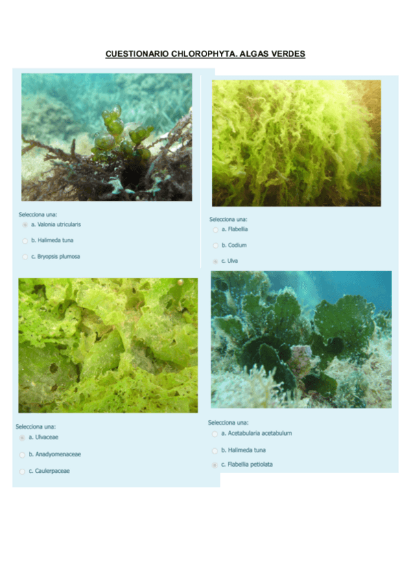 Miniatura del documento CUESTIONARIO-CHLOROPHYTA.pdf
