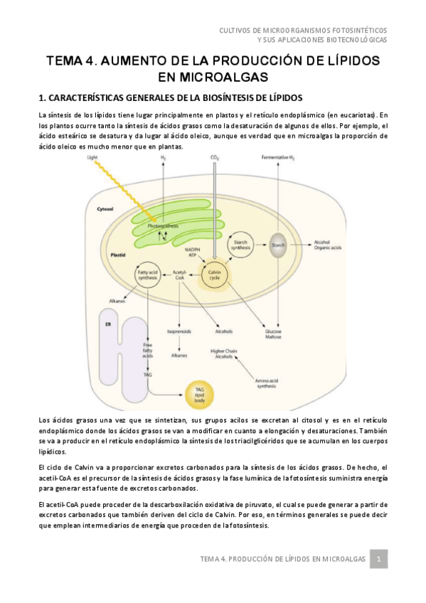 Miniatura del documento Tema-4-Cultivos-de-microorganismos-2020-2021.pdf