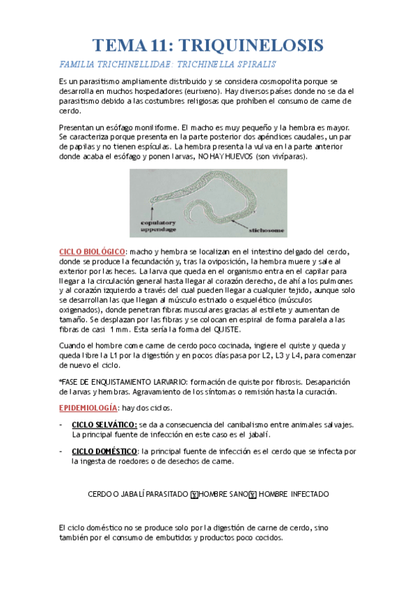 Miniatura del documento TEMA 11. Triquinelosis.pdf