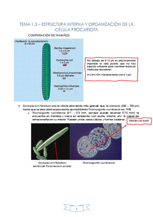 Miniatura del documento TEMA-1.pdf