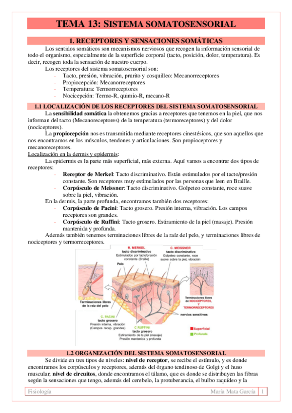 Miniatura del documento TEMA 13. Sistema somatosensorial